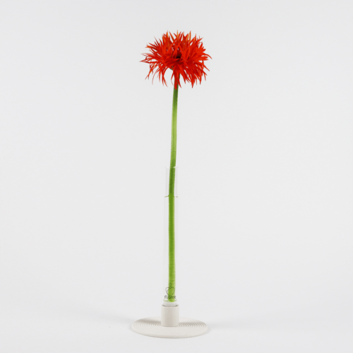 Vaas Single Glas - Afbeelding 2